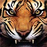 sando_kan_tiger